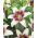 Crin asiatic - Sarut tribal - 