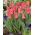 Lågväxande rosa tulpan - Greigii rosa - 5 st.