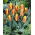 Tulipano rosso-giallo a bassa crescita - Greigii rosso-giallo - 5 pezzi.