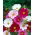 Garden cosmos, mexikansk aster "Sonata" - sort mix - 140 frön - Cosmos bipinnatus Sonata