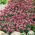 Biblomme - pink - 1750 frø - Lobularia maritima