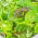 Frunze Semințe legume mixte - Fitness Mix - 