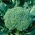 西兰花“林巴” -  300粒种子 - Brassica oleracea L. var. italica Plenck - 種子