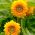عباد الشمس الزينة - متوسطة طويلة متنوعة مع الزهور شبه مزدوجة - Helianthus annuus - ابذرة