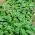Spinach Giant Winter benih - Spinacia oleracea - 800 biji - Spinacia oleracea L.
