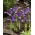 Iris jaring Spot On - 10 pcs; iris jaring emas - 