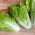 Ķīnas kāposti - Michihili -  Brassica rapa ssp. Pekinensis - sēklas