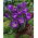  Krokus Remembrance - pakket van 10 stuks - Crocus Remembrance