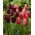 Frühlingszauber - Set mit 2 Tulpensorten - 40-tlg. - 