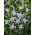 Painted lady gladiolus, Gladiolus carneus; Sword lily