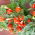 Mini Garden - Červené cherry paradajky - na pestovanie na balkónoch a terasách - Lycopersicon esculentum - semená