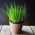 Mini Garden - Chives - pentru cultivarea pe balcoane și terase; rachetă -  Allium schoenoprasum - semințe