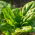 Mini Garden - Bayam untuk memotong daun - untuk penanaman di balkoni dan teres; roket - Spinacia oleracea - benih