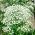 Floarea miresei perene - Gypsophila paniculata - Inflorescențe cu pene, ideale pentru buchete - Semințe proaspete