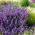 Katteurt - Nepeta mussinii - Duftende blomster, elsket af katte - Friske frø