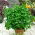 Parsley daun "Fest" - 1200 biji - Petroselinum crispum  - benih