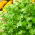 Kişniş tohumları - Kişniş sativum - 300 tohum - Coriandrum sativum