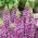 Rohtosormustinkukka - 1000 siemenet - Digitalis purpurea