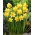 Narcissus Jetfire - Daffodil Jetfire - 5 bulbs