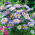 Asters - Ribbon Blue - blå -  Callistephus chinensis ‘Ribbon Blue' - frø