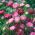 Aster - Ribbon Red - rood -  Callistephus chinensis 'Ribbon Red' - zaden