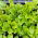 Lattuga - Bionda a Fogglia Liscia - Lactuca sativa - Bionda a Fogglia Liscia - semi