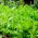 Lettuce 'Bionda a Foglia Riccia' - quickly growing variety for cut leaves
