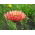 Souci officinal - Sunset Buff - Calendula officinalis - Teintes abricot, beauté semi-double - Graines fraîches