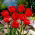 Tulipa Miranda  - 郁金香米兰达 -  5个洋葱