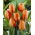 Tulipa Orange - Tulip Orange - 5 bulbs