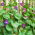 Blomman för dagen - Early Call - 40 frön - Ipomoea tricolor