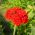 Croce di Malta, amore ardente, salmone scuro, fiore di Bristol, croce di Gerusalemme - 460 semi - Lychnis chalcedonica