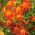 ดอกดาวเรืองตรา "Paprica"; ดอกดาวเรืองสีทอง - 