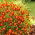 Semănătoare galbenă "Talizman" - mahon - Tagetes tenuifolia - semințe