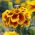 Tagete patula - Clavel del Moro - Queen Sophia - 360 semillas - Tagetes patula L.