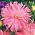 ดอกแอสเตอร์ดอกเบญจมาศ "เอเรียล" - สีชมพูอ่อน - 450 เมล็ด - Callistephus chinensis 