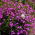 Purple Garden lobelia "Mitternachtsblau", Edging lobelia, Trailing lobelia - 6400 seeds