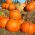 Zucca - Big Max - Enorme decorazione autunnale, fino a 45 kg per frutto - Semi Freschi
