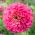 Цинния цветущая георгина "Иллюминация" - 120 семян - Zinnia elegans dahliaeflora - семена