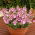 Twinspur, Diascia Pink Queen - 450 frön - Diascia barberae