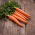 Home Garden - Carrot "Touchon" - for indoor and balcony cultivation - 4250 seeds