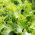 Campuran varietas Endive "Baby Leaf" - 900 biji - 