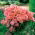 Sommerazalee, Godetia "Orange Glory" - 1350 Samen