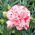 Kerti szegfű - Szabo - mix - 250 magok - Dianthus caryophyllus Chabaud