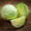 Wittekool – Diethmarscher - wit - 480 zaden - Brassica oleracea convar. capitata var. alba