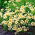 Douglas 'meadowfoam - žlto-biela; pošírované vajcia závod - 117 semien - Limnanthes douglasii - semená