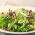 Baby Leaf - tender lettuce mix