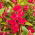 Balsamine des jardins - Karla - Impatiens balsamina - graines