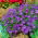 Blue cupflower; Nierembergia
