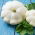 Pattypan squash "Orfeus" - 36 seeds